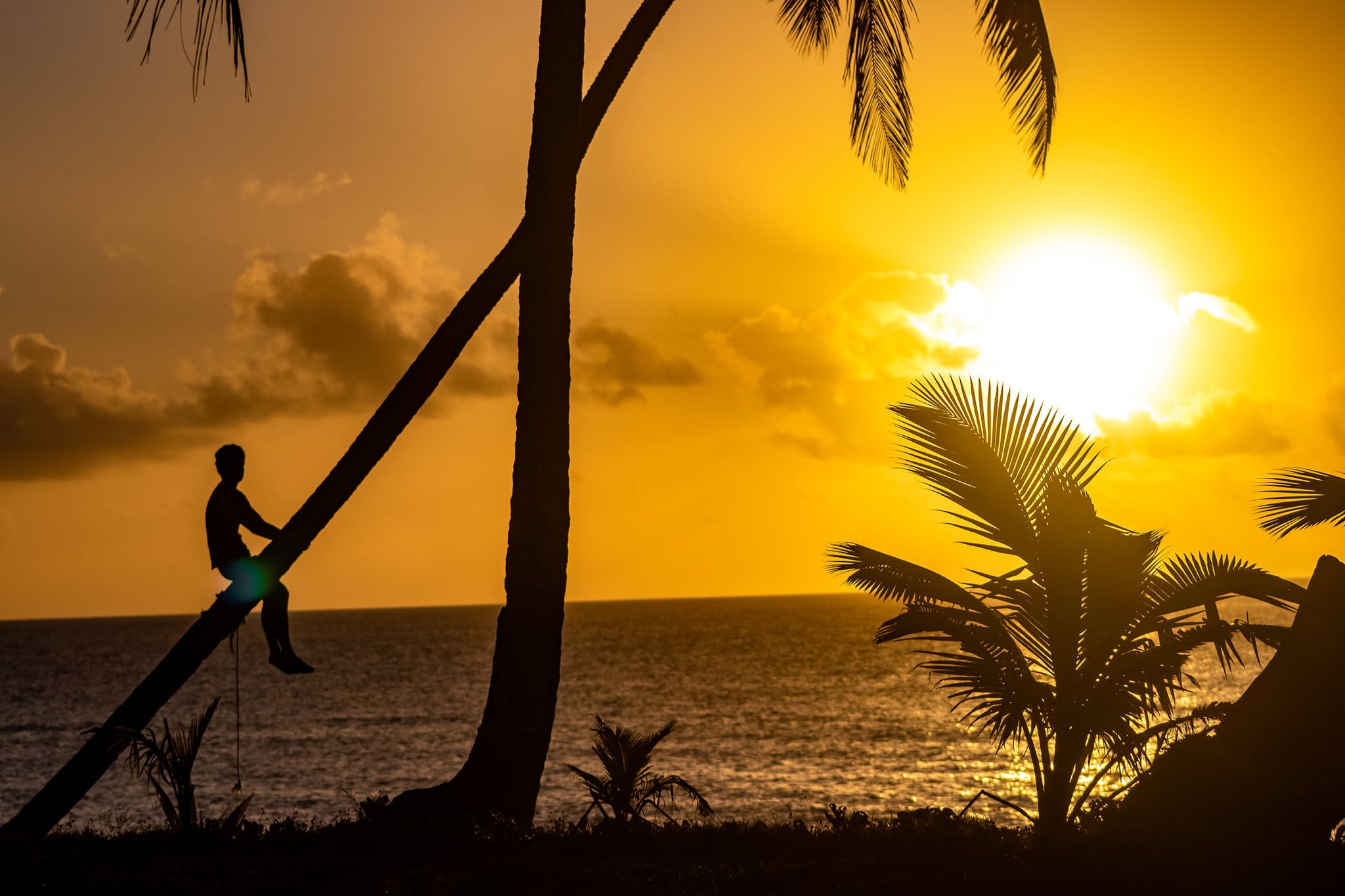 guy on coconut tree