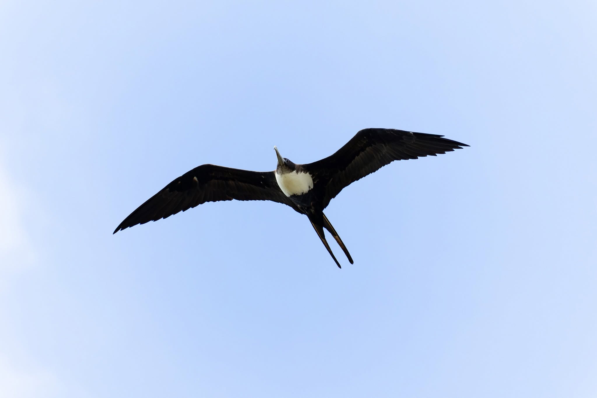 Bird in Tonga