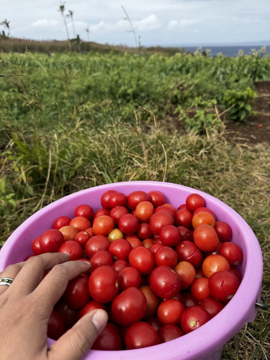 I picked a basket of tomatoes from my Uncle's farm last month. This would last a month or so. This variety grows every 45 days, and it's gotten to the point where they are rotting because we cannot keep up with the harvest.