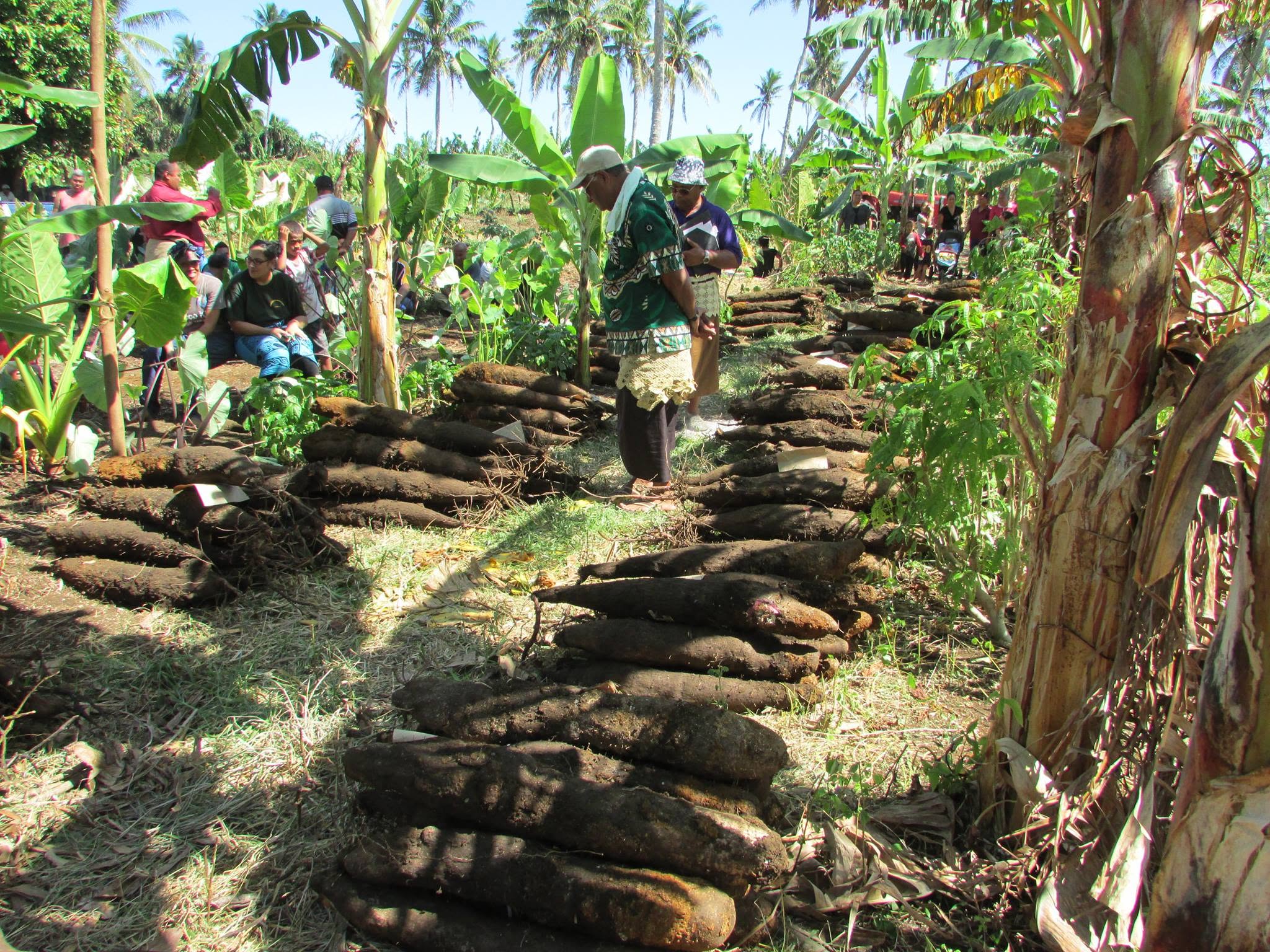Ufi farmers gather around their harvest