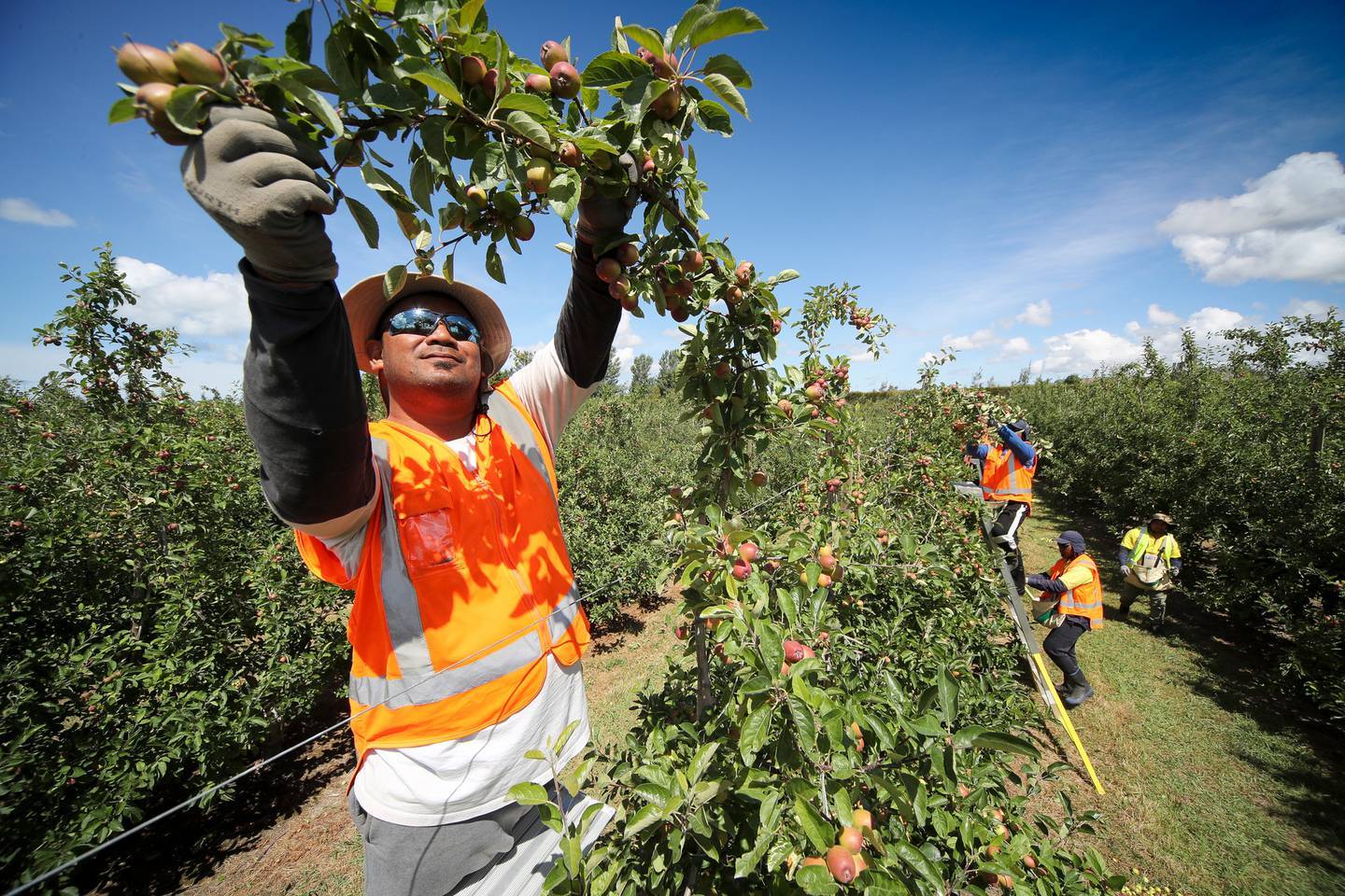 Tongan Seasonal Worker
