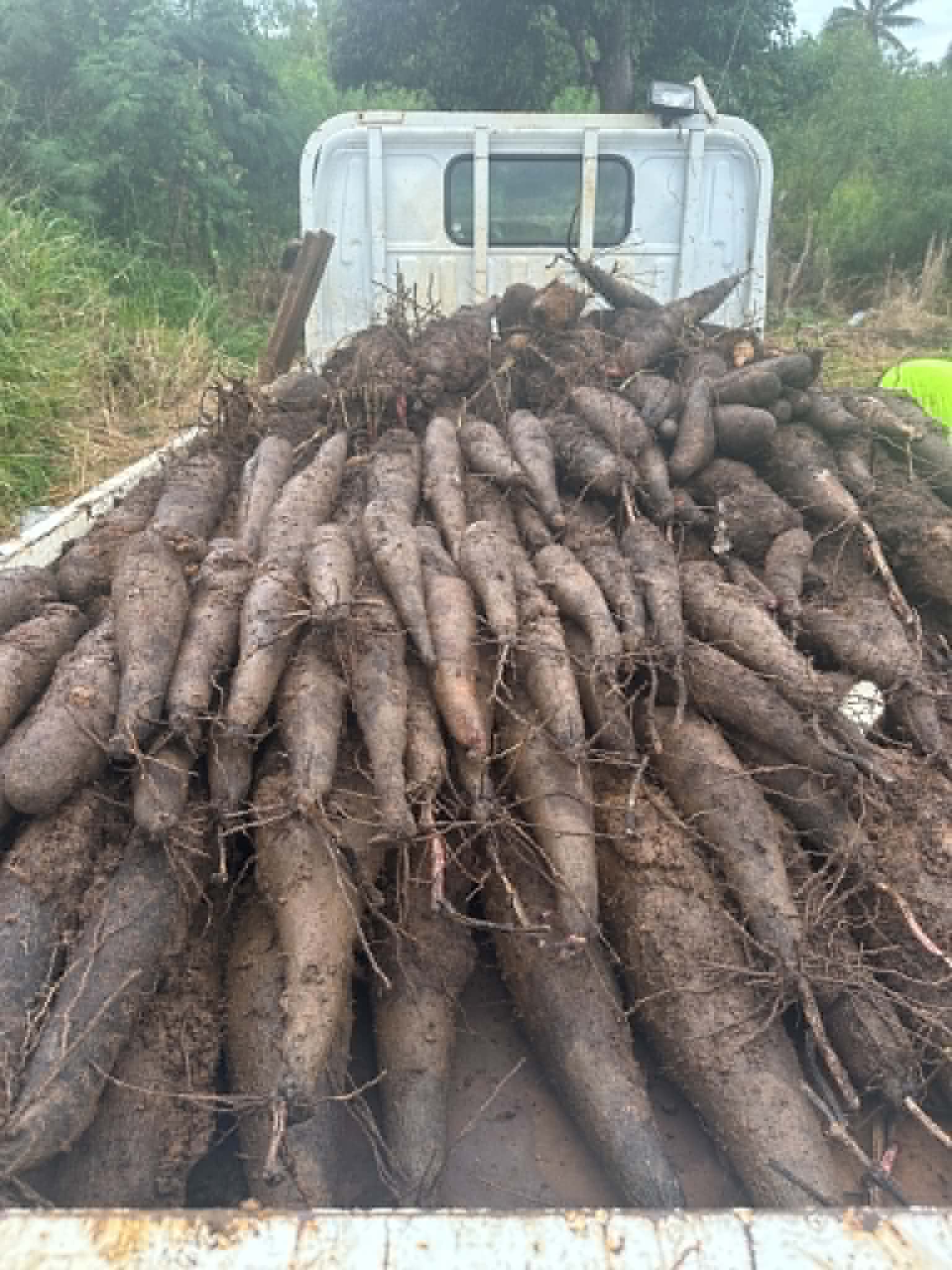 Sepasitiano Patelisio's 'ufi harvest in Kolonga.